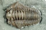Long Flexicalymene Trilobite - Indiana #325803-1